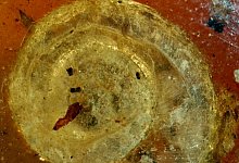 99 Millionen alte fossile Schnecke in Colmar - -/Naturhistorisches Museum Colmar/dpa