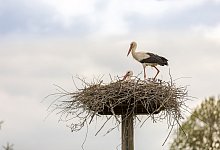 Storchennest - Torben Gocke