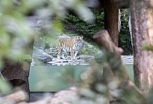 Tiger t&ouml;tet Tierpflegerin - Foto: Ennio Leanza/KEYSTONE/dpa