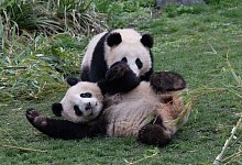 Pandab&auml;ren Pit und Paule - Paul Zinken/dpa