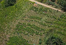 Kokain aus Kolumbien - Fernando Vergara/AP