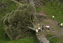 &laquo;Robin-Hood-Baum&raquo; - Owen Humphreys/PA Wire/dpa