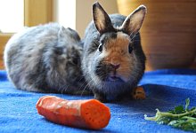 Kein Trockenfutter f&uuml;r Kaninchen - Foto: dpa