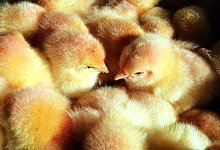 K&uuml;ken - Bernd W&uuml;stneck/zb/dpa