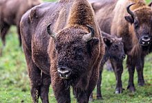 Wisente - Dieter Menne/dpa/Symbolbild