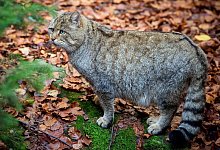 Europ&auml;ische Wildkatze - Patrick Pleul/dpa-Zentralbild/dpa