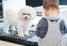 Ein Kleinkind mit einem kleinen wei&szlig;en Hund. - Foto: Christin Klose/dpa-tmn