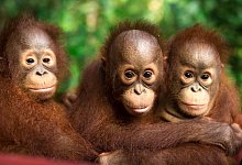 Orang-Utans auf Borneo - Jayaprakash Bojan/Borneo Orangutan Survival/dpa