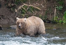 «Fat Bear»-Wahl - F. Jimenez/National Park Service/AP/dpa