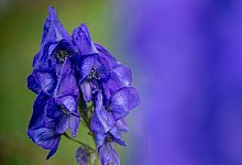 Giftige Sch&ouml;nheit - Patrick Pleul/dpa