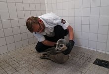 Spazierg&auml;nger entdecken jungen Heuler - Frank Br&uuml;ndel/citynewstv/dpa