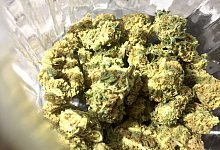 Cannabis - Lino Mirgeler/dpa