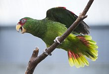 Amazonenpapagei - Foto: Andrea Warnecke