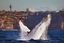 Whale Watching in Australien - Whale Watching Sydney/dpa-tmn