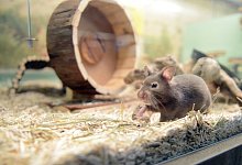 Ein Hamster in einem K&auml;fig - Foto: Caroline Seidel