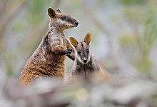 B&uuml;rstenschwanz-Felsk&auml;ngurus - -/Aussie Ark/dpa