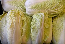 Chinakohl - Foto: Holger Hollemann/dpa