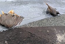 c-a-hillebrand - 1 - A. Hillebrand