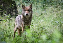 Wolf - Christian Charisius/dpa/Archivbild
