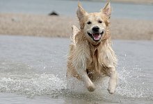Hunde brauchen Zeit zum Absch&uuml;tteln - Foto: Fredrik von Erichsen/dpa