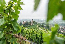 Weinberge rings um das Schloss Ortenberg - Silas Stein/dpa/dpa-tmn