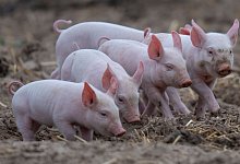 Schweine im Freien - Foto: Boris Roessler/dpa