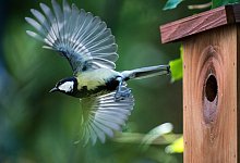 Nistkasten - Foto: Bernd von Jutrczenka