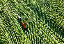 Hopfen - Tettnang - Felix Kästle/dpa