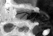 Bienenwaben - Foto: Dr. Paul Siefert/Institut f&uuml;r Bienenkunde Oberursel/dpa