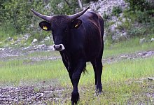 rind-im-steinbruch - Horst Biere