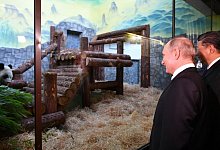 Russland bekommt zwei B&auml;ren aus China - Alexander Vilf/Pool Sputnik Kremlin/AP/dpa