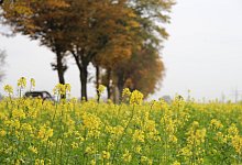 Raps - Nadine Uphoff