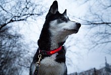 Leuchtendes Halsband f&uuml;r Hunde - Foto: Florian Schuh/dpa-tmn