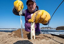 In zwei Wochen beginnt die Spargelernte - Armin Weigel/dpa