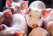 Ferkel-Kastration - Foto: Jens B&uuml;ttner/zb/dpa