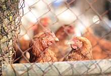 20.000 Tiere mussten j&uuml;ngst wegen des Verdachts auf Gefl&uuml;gelpest im Kreis G&uuml;tersloh get&ouml;tet werden. - Symbolfoto/Pixabay