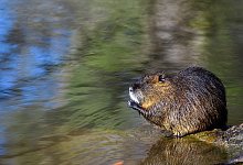 Nutria - Klaus-Dietmar Gabbert/dpa
