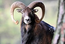 122798041 - picture alliance / Reiner Bernhardt