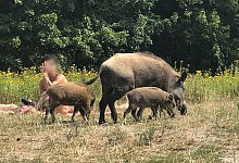 Wildschein - Fernando Gutierrez/dpa