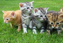 Da sich nicht alle an die Kastrationspflicht halten, haben sich die Tiere in Harsewinkel explosionsartig vermehrt. - Pixabay/Symbolbild