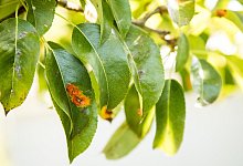 Birnbaum mit Pilzbefall - Christin Klose/dpa-tmn