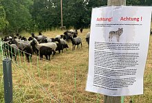 Wolf1 - Tobias Landmann