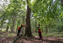 Landesverband - Landesverband Lippe