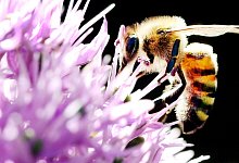 Biene auf Bl&uuml;te - Foto: Martin Gerten