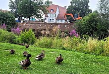 begabalkon - Katrin Kantelberg