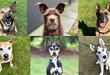 das-isses - Tierschutzverein Bielefeld