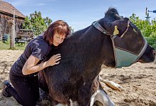 Kuscheln mit K&uuml;hen - Frank Hammerschmidt/dpa