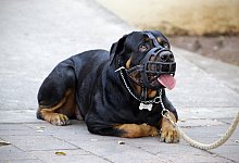 Hund - Symbolbild: andreascarlofotografie/Pixabay