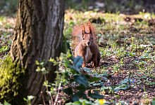 Eichh&ouml;rnchen auf Futtersuche - Foto: Andrea Warnecke/dpa-tmn