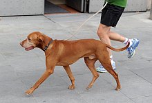 Joggen mit dem Hund - Foto: Tobias Hase